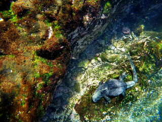 Marine iguana eating algae off of lava rocks underwater, at Punta Espinosa, Fernandina Island,...