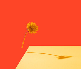 Dandelion on red background with shadow on yellow copy space. Floral and creative concept.