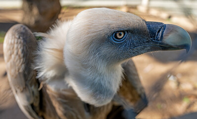 Tight close up of Vulture, focus on eye