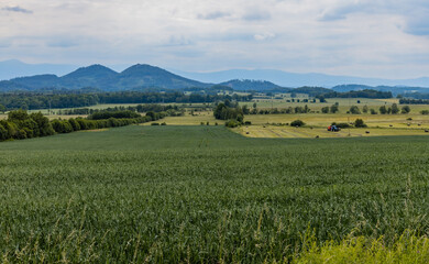 Big green fields of wheat trees and bushes in Kaczawskie mountains at cloudy day