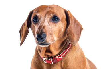 Brown Dachshund dog portrait isolated over white background