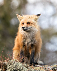 Red Fox Photo Stock. Fox Image. Sitting on a moss rock with blur background in its environment and habitat in the springtime.  Picture. Portrait.