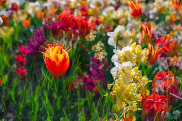 Spring madness. Bright and colorfull blossoming flowers in the sunny park	