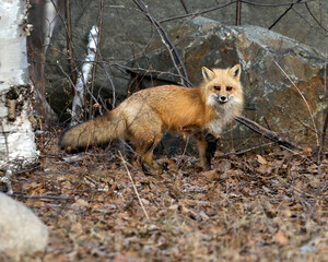 Red Fox Photo Stock. Fox Image.  Close-up profile side view looking at camera in the spring season with blur rock background in its environment and habitat.  Picture. Portrait.