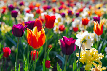 Spring madness. Bright and colorfull blossoming flowers in the sunny park	 - obrazy, fototapety, plakaty