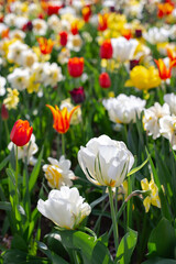 Obraz premium Spring madness. Bright and colorfull blossoming flowers in the sunny park 
