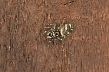 Jumping spider macro