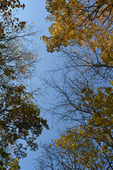 Deciduous forest in Russia in autumn. View from below on tree tops with yellow leaves