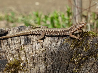 Small cute lizard