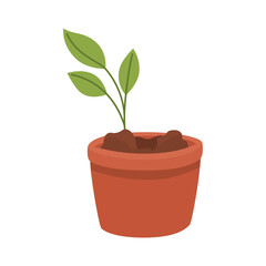 sprout in pot