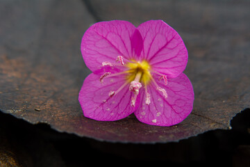 purple flower on a black background