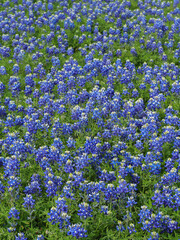 Texas Wildflowers - Bluebonnet Flower Field