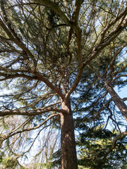 Beneath the canopy of an old yew tree