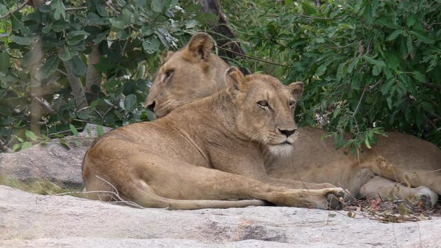 Two female lions grooming each ther