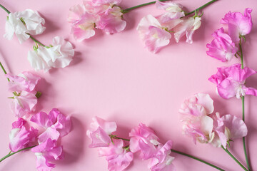 Fototapeta na wymiar Flowers of pink sweet pea on a pink background, space for the text congratulations.