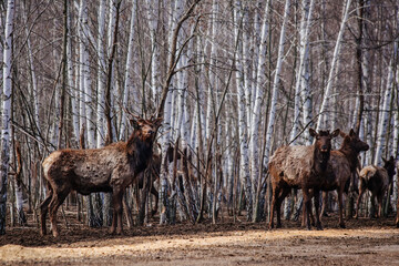 Maral deers in the forest, close up view