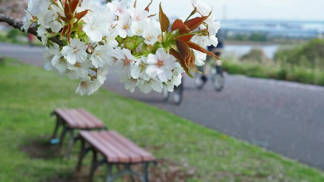 桜とベンチとサイクリングを楽しむ人々