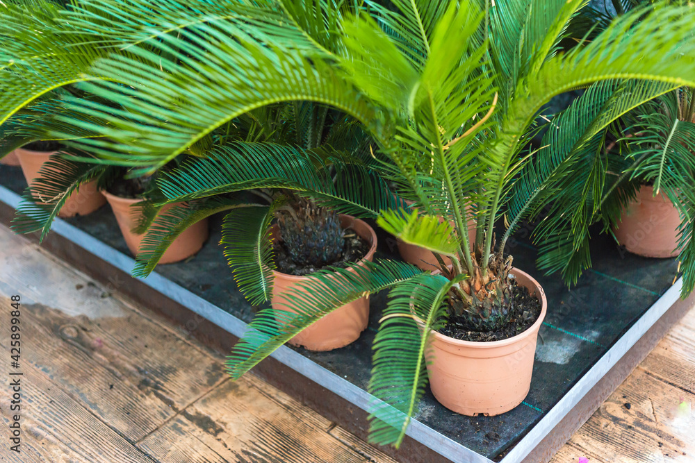 Wall mural close up of beautiful green palm plants for sale at a garden center