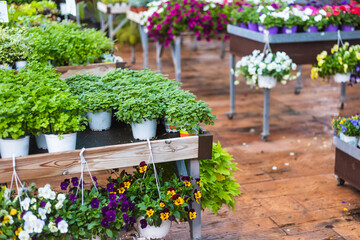 Close up of beautiful parsley green plants and spring pansies flowers for sale at a garden center