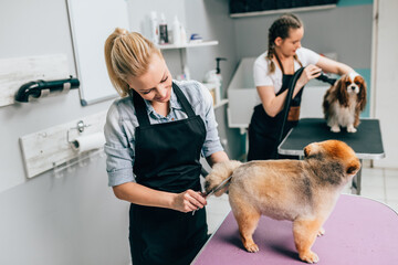 Pomeranian dog and  Cavalier King Charles Spaniel at grooming salon. Animal care concept.