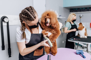 Red miniature poodle and  Cavalier King Charles Spaniel at grooming salon. Animal care concept....