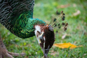 pavo real con plumas y cola grande de colores en la naturaleza