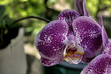 linda orquidea roxa