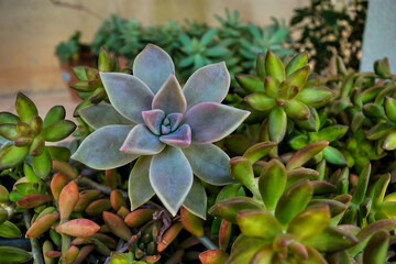 linda suculenta em vaso ornamental 