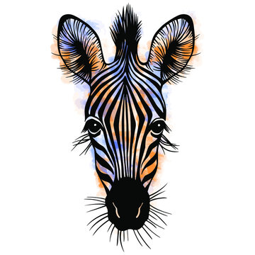 Hand drawn vector portrait of zebra with watercolor spots isolated on white background. Stock illustration of wild Africa animal.
