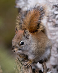 Squirrel Photo Stock. Close-up front view sitting on a tree stump with a blur background in its environment and habitat displaying bushy tail, brown fur. Image. Picture. Portrait.
