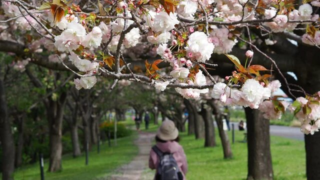 桜のトンネルで花の撮影を楽しむ女性と人々