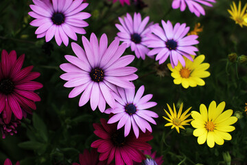 Fototapeta premium Bunch of pink, yellow and fuchsia gerberas, bright colors on a green background