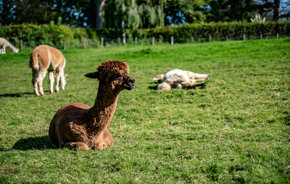 llama in the field