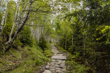 Fototapeta na wymiar Long mountain trail with bushes and trees around in Karkonosze Giant Mountains