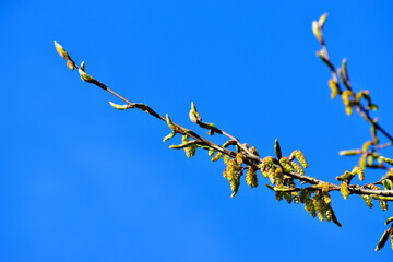 Branch of a European hop hornbeam tree against blue sky in spring	