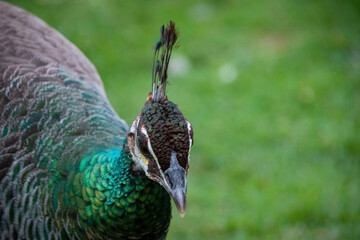 pavo real con plumas y cola grande de colores en la naturaleza