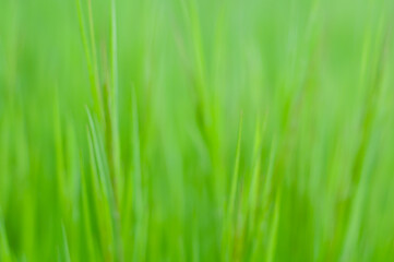 Fototapeta na wymiar Blur grass texture. Green fresh grass background close up. Spring juicy greens. Herbal background. Lawn grass, gardening and landscaping. Spring fields