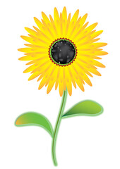 Picture of a single yellow sunflower plant on a stem. Sunny full bloom flower in vector format and jpg.