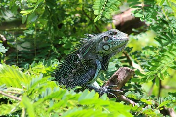 Close-up of a green iguana (Iguana iguana) on top of a tree at the margins of the Rio Negro.
