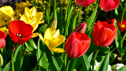 Closeup of red and yellow garden tulips