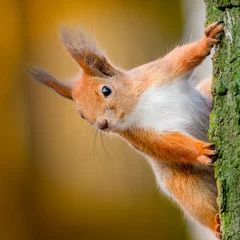 Foto op Plexiglas Rode eekhoorn op een boom. Selectieve focus close-up © maykal