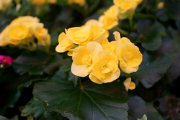 yellow flower in the garden