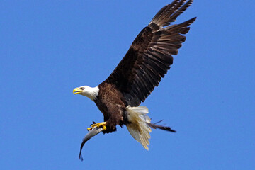 eagle with fish 02