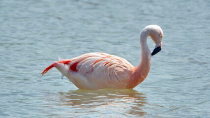 Galapagos flamingo (Phoenicopterus Ruber) in a salt lake at Punta Cormorant, Floreana Island, Galapagos, Ecuador © Angela