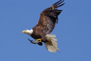 eagle with fish 01
