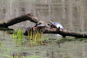 three turtles on a log