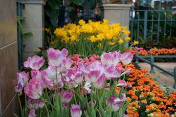 tulips in the garden