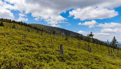 Fototapeta premium Beautiful panorama of high trees in high parts of the Giant Mountains