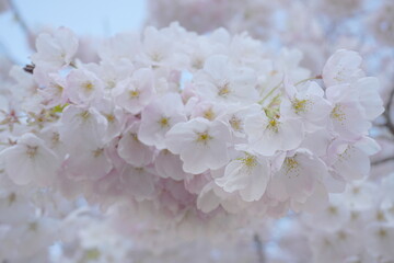 Fototapeta premium Delicate and beautiful cherry blossom against blue sky background. Sakura blossom. Japanese cherry blossom.