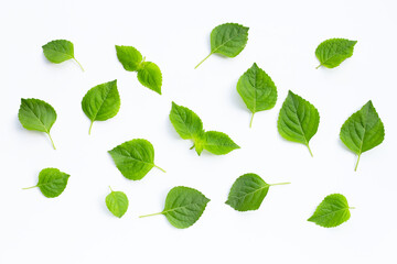 Tree Basil (Ocimum gratissimum) on white background.